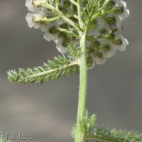 Yarrow